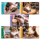 {{photo.Alt || photo.Description || 'Альбом для рисования А4 24 л., спираль, обложка картон, HATBER, 198х300 мм, &quot;Кот Борис&quot; (5 видов), 079771, 24А4Всп'}}