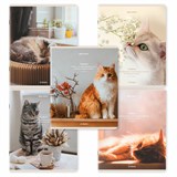 {{photo.Alt || photo.Description || 'Тетрадь А5, 48 л., BRAUBERG, скоба, клетка, матовая ламинация, &quot;Cats&quot;, (микс в спайке), 405334'}}