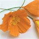 Бумага гофрированная/креповая, 110 г/м2, 50х250 см, оранжевая, ОСТРОВ СОКРОВИЩ, 129149 129149 Бумага гофрированная/креповая, 110 г/м2, 50х250 см, оранжевая, ОСТРОВ СОКРОВИЩ, 129149 129149