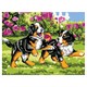 Картина по номерам 15х20 см, ЮНЛАНДИЯ "Щенки на прогулке", на холсте, акрил, кисти, 662501 662501 Картина по номерам 15х20 см, ЮНЛАНДИЯ "Щенки на прогулке", на холсте, акрил, кисти, 662501 662501